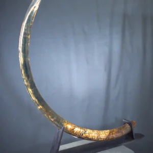 real mammoth tusk