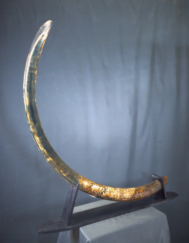 real mammoth tusk