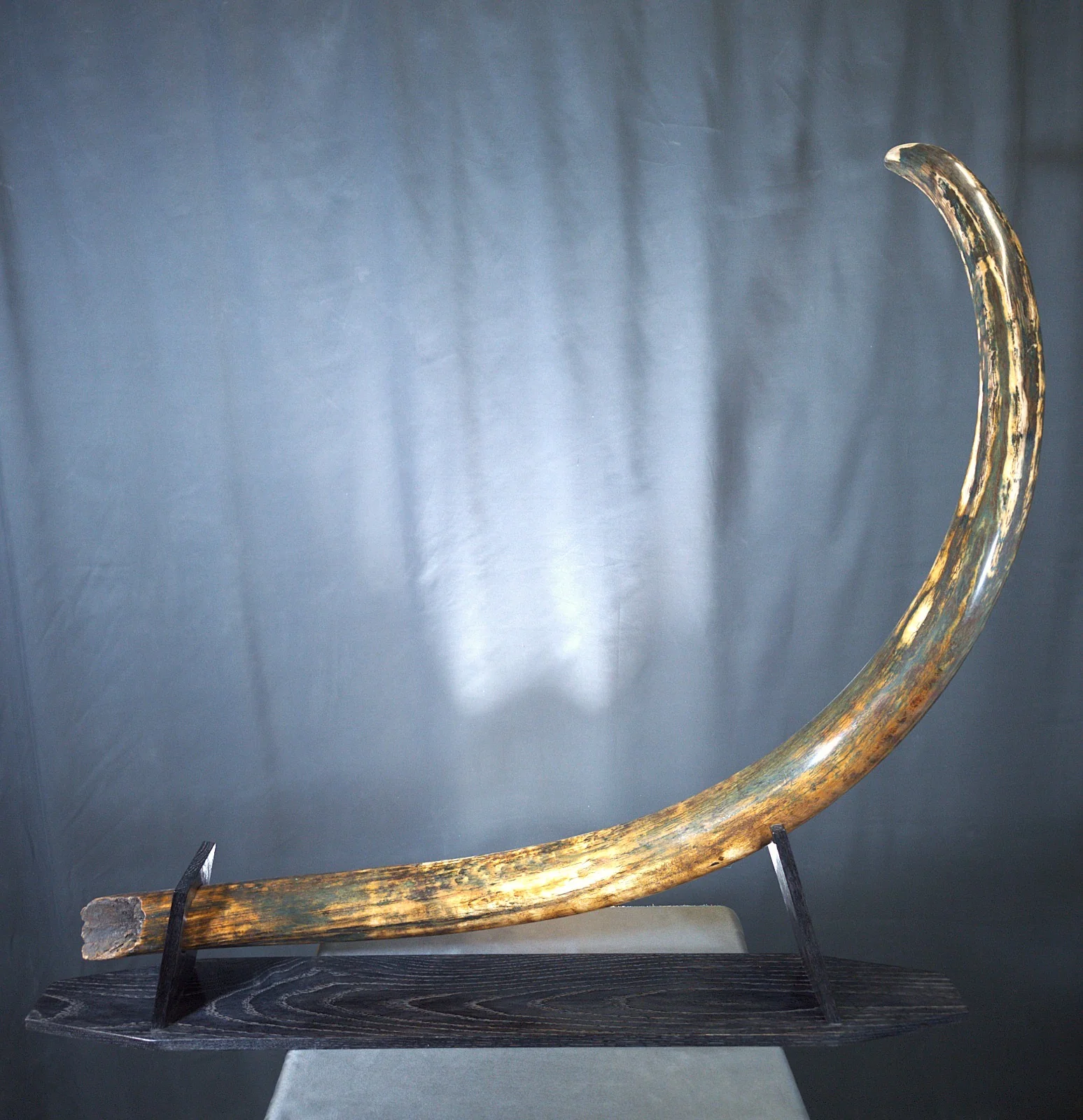 Real Woolly Mammoth Tusk for Sale