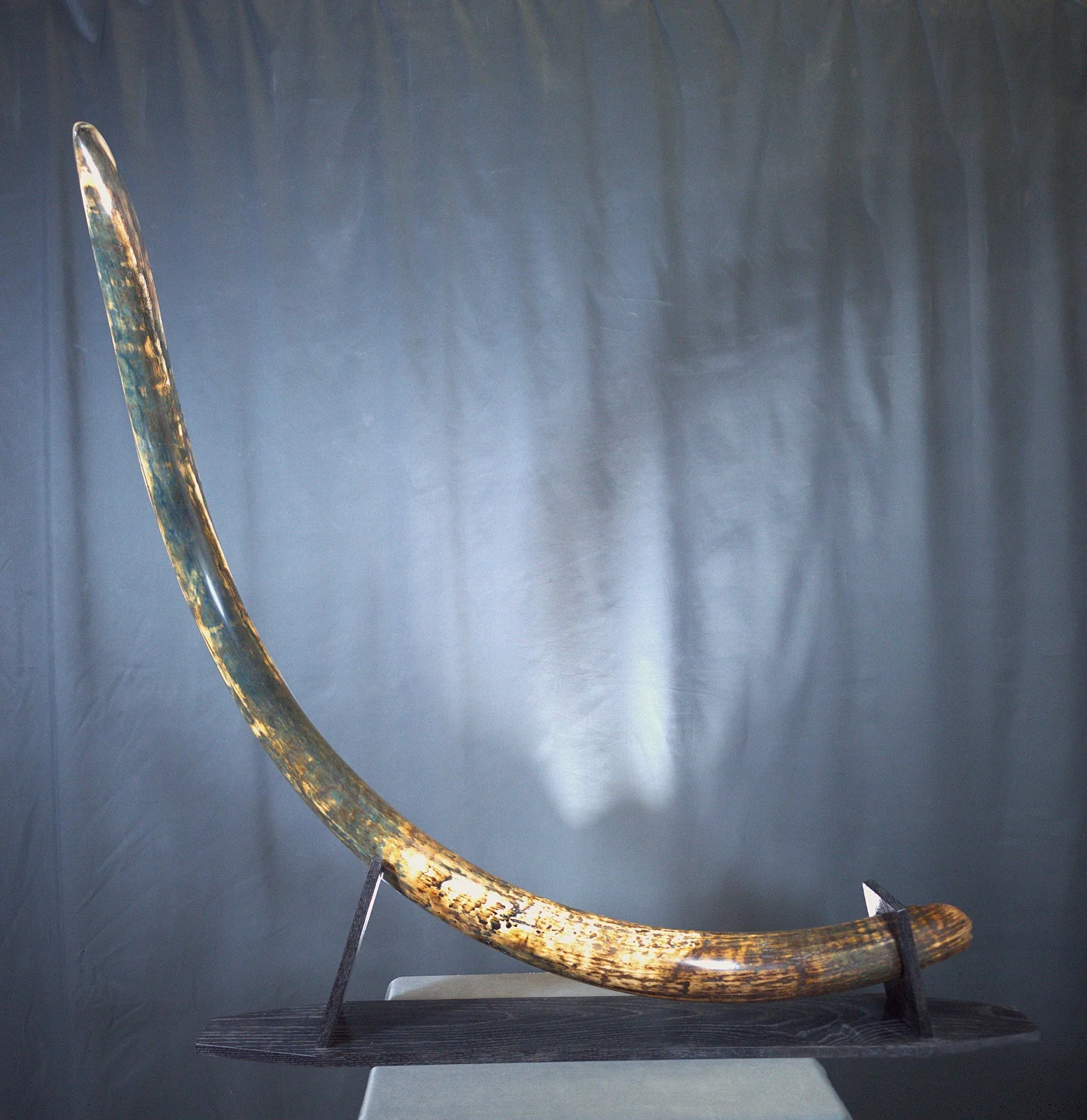 Real Woolly Mammoth Tusk for Sale