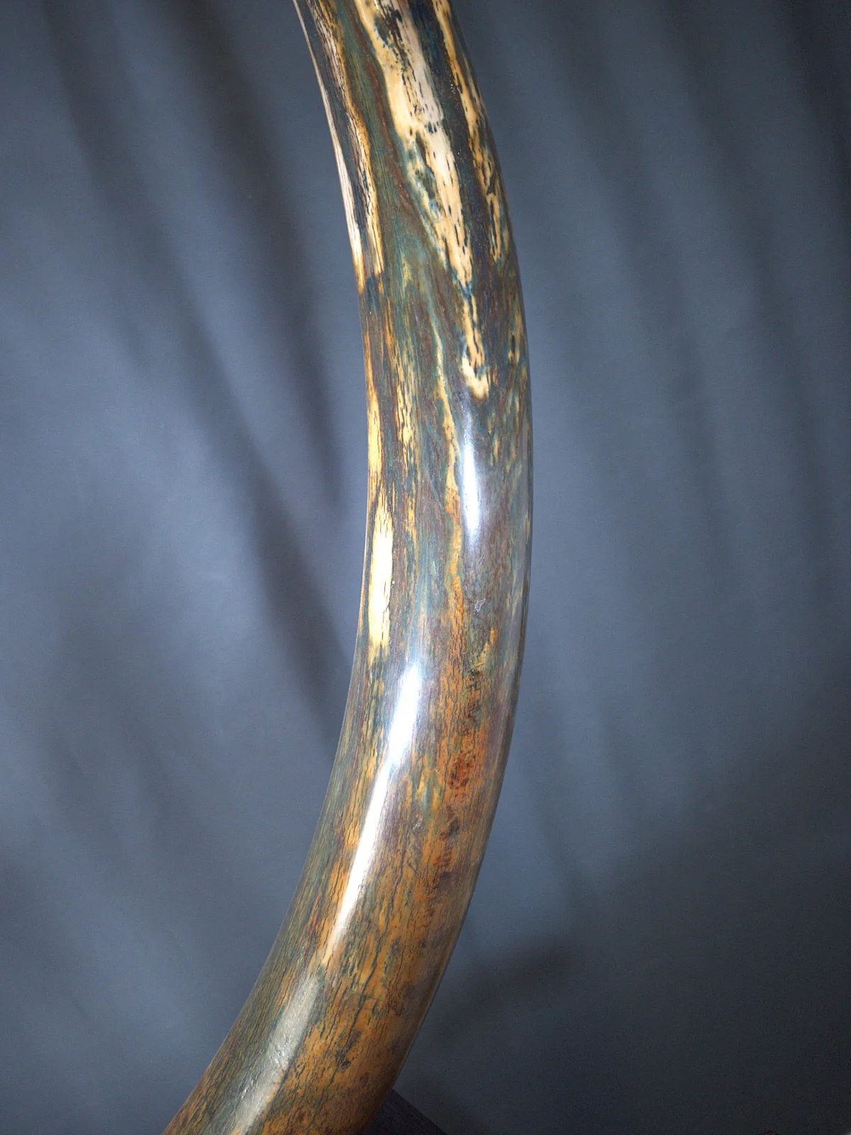 Real Woolly Mammoth Tusk for Sale
