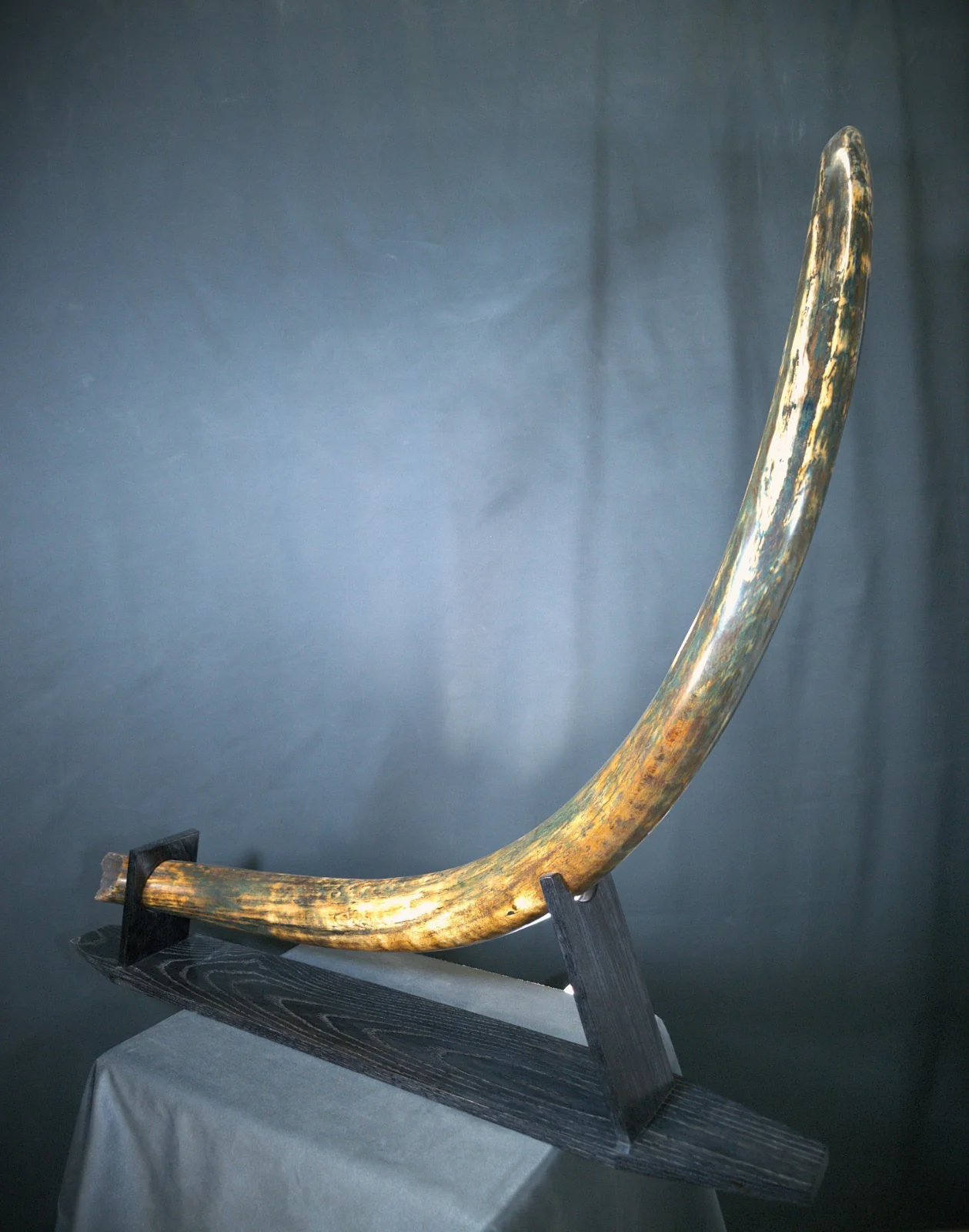 Real Woolly Mammoth Tusk for Sale