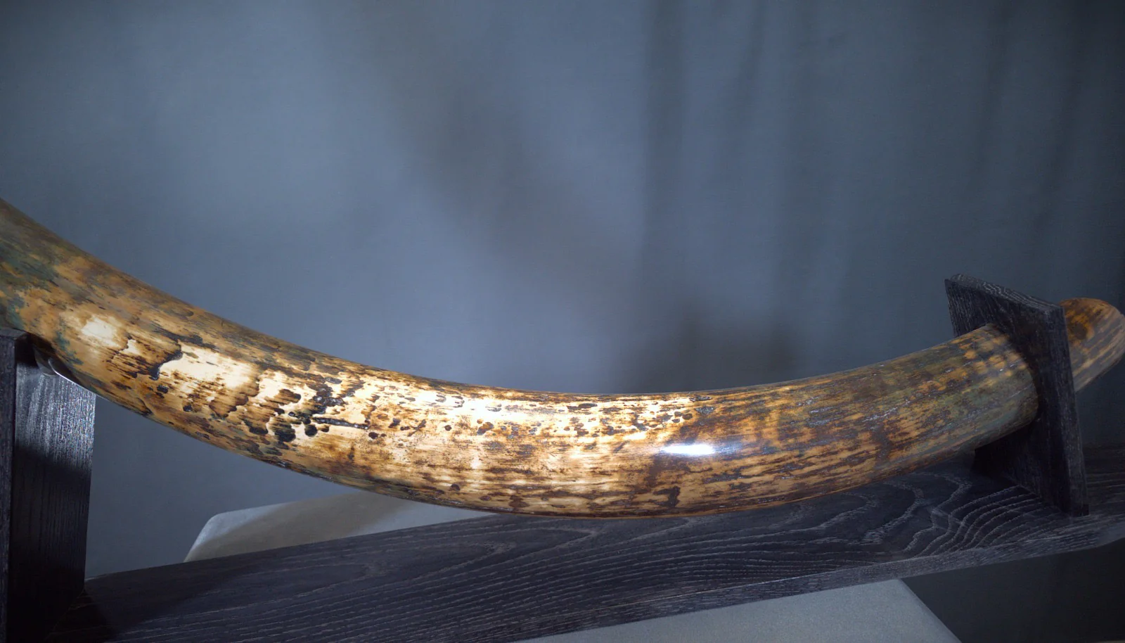 Real Woolly Mammoth Tusk for Sale
