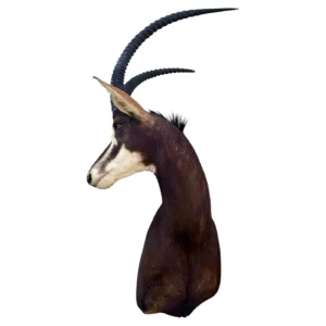 sable antelope shoulder mount
