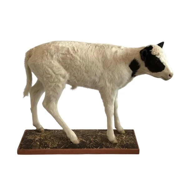 taxidermy calf for sale
