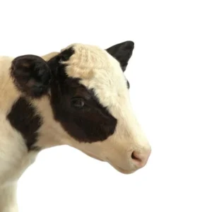 Mounted Calf (Bos taurus, Full Mount Taxidermy)