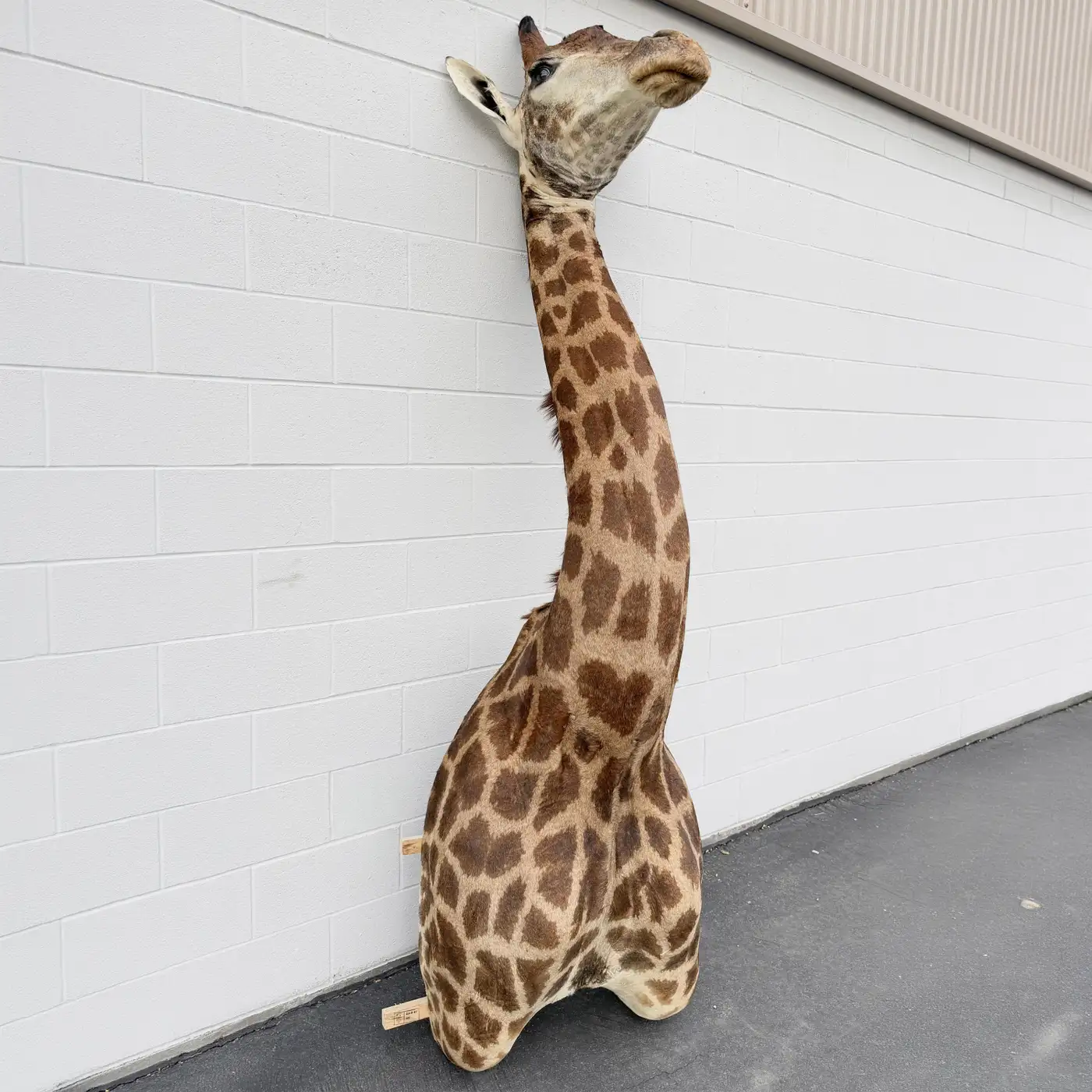African Giraffe Shoulder Mount on Custom Wooden Base (Giraffa camelopardalis) - Image 5