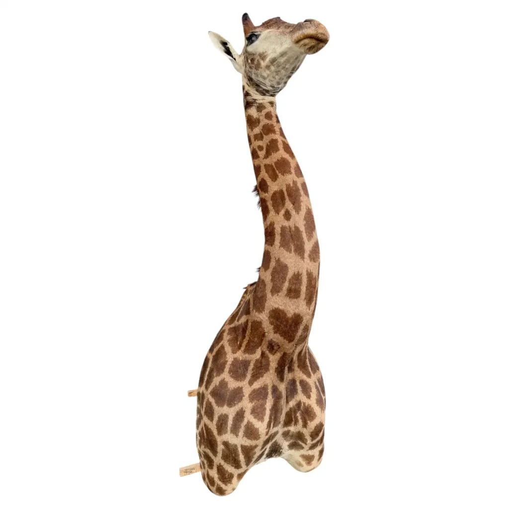 taxidermy giraffe