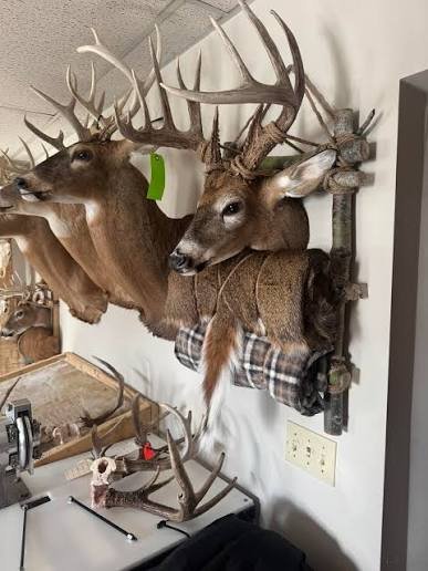 taxidermy mounts