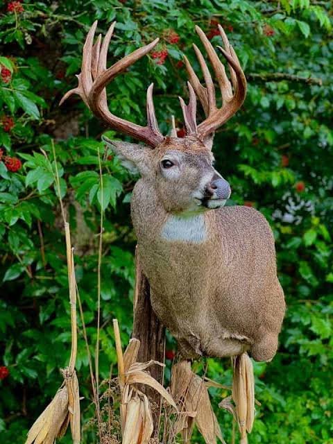 taxidermy mounts guide