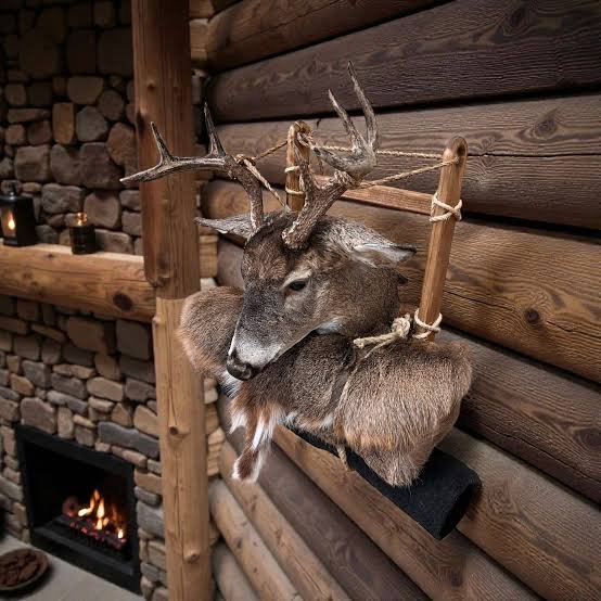 taxidermy mounts