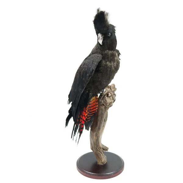 taxidermy parrot for sale