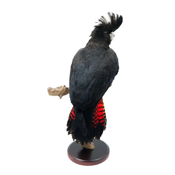 taxidermy parrot for sale