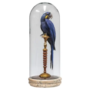 taxidermy parrot for sale