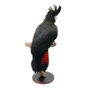 taxidermy parrot for sale