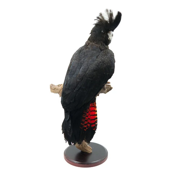 taxidermy parrot for sale