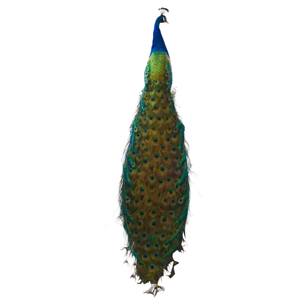 taxidermy peacock