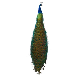 taxidermy peacock