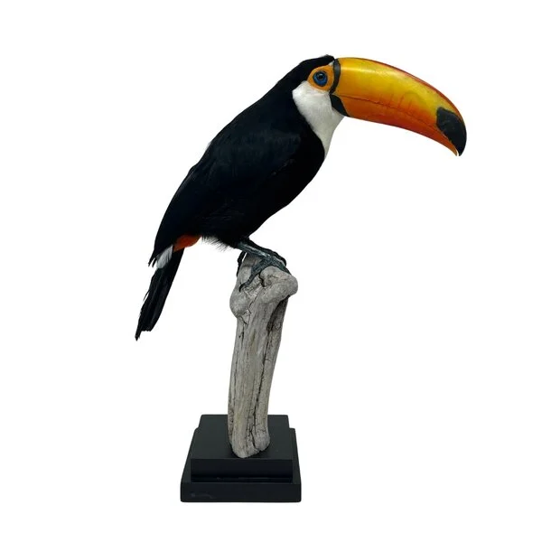 taxidermy toucan for sale