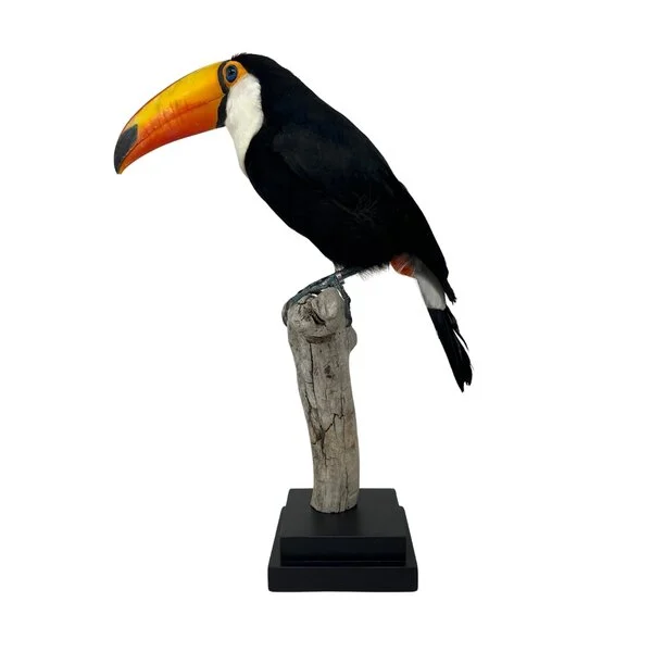 taxidermy toucan for sale