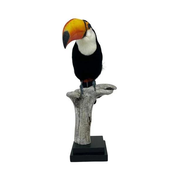 taxidermy toucan for sale