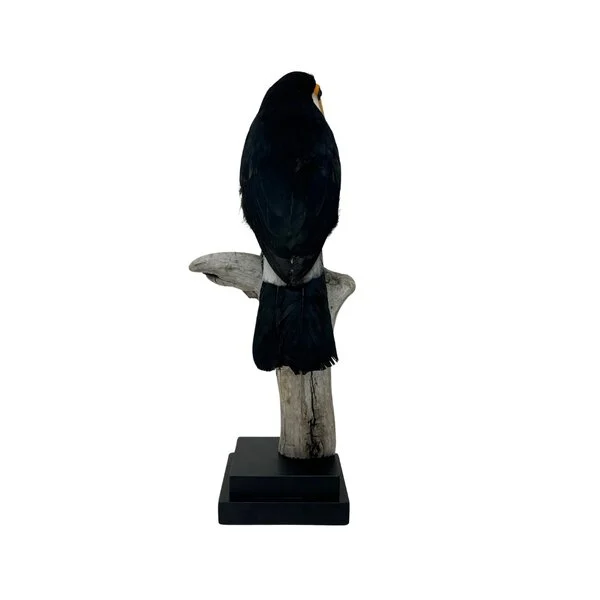 taxidermy toucan for sale