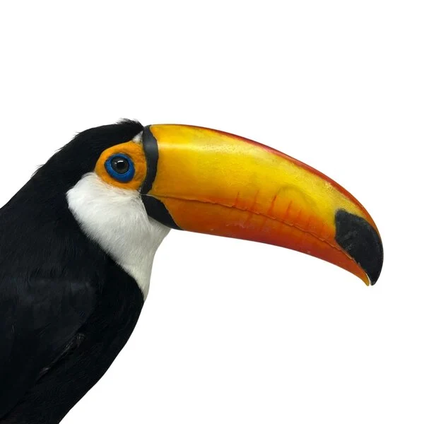 taxidermy toucan for sale