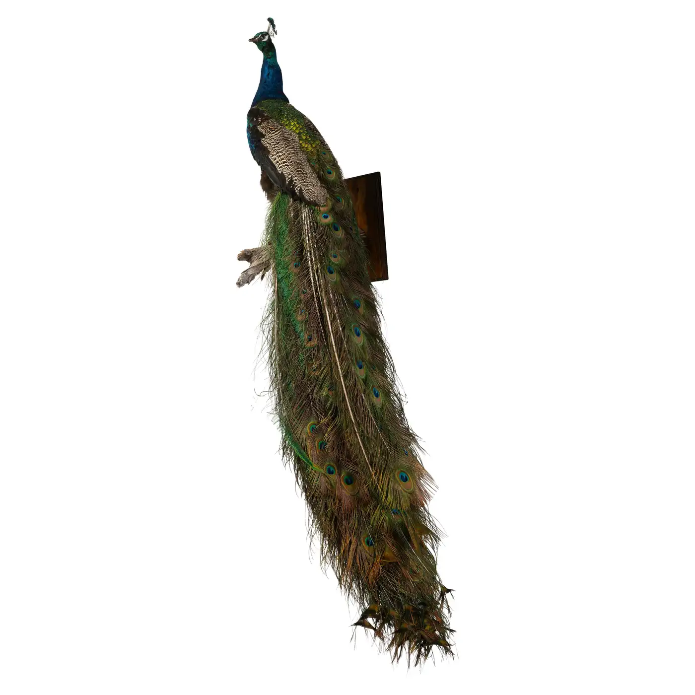 victorian peacock taxidermy