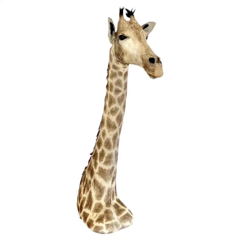 vintage giraffe taxidermy