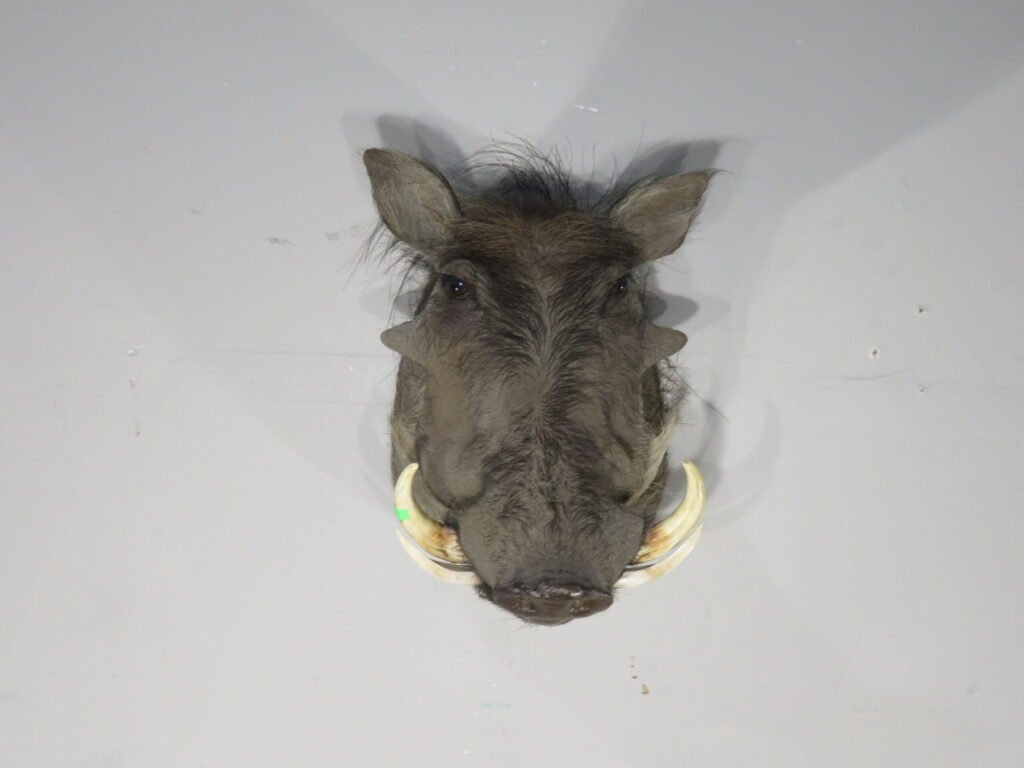 warthog mount for sale