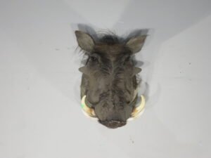warthog mount for sale