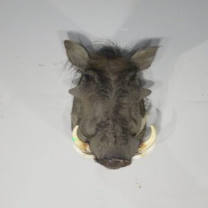 warthog mount for sale
