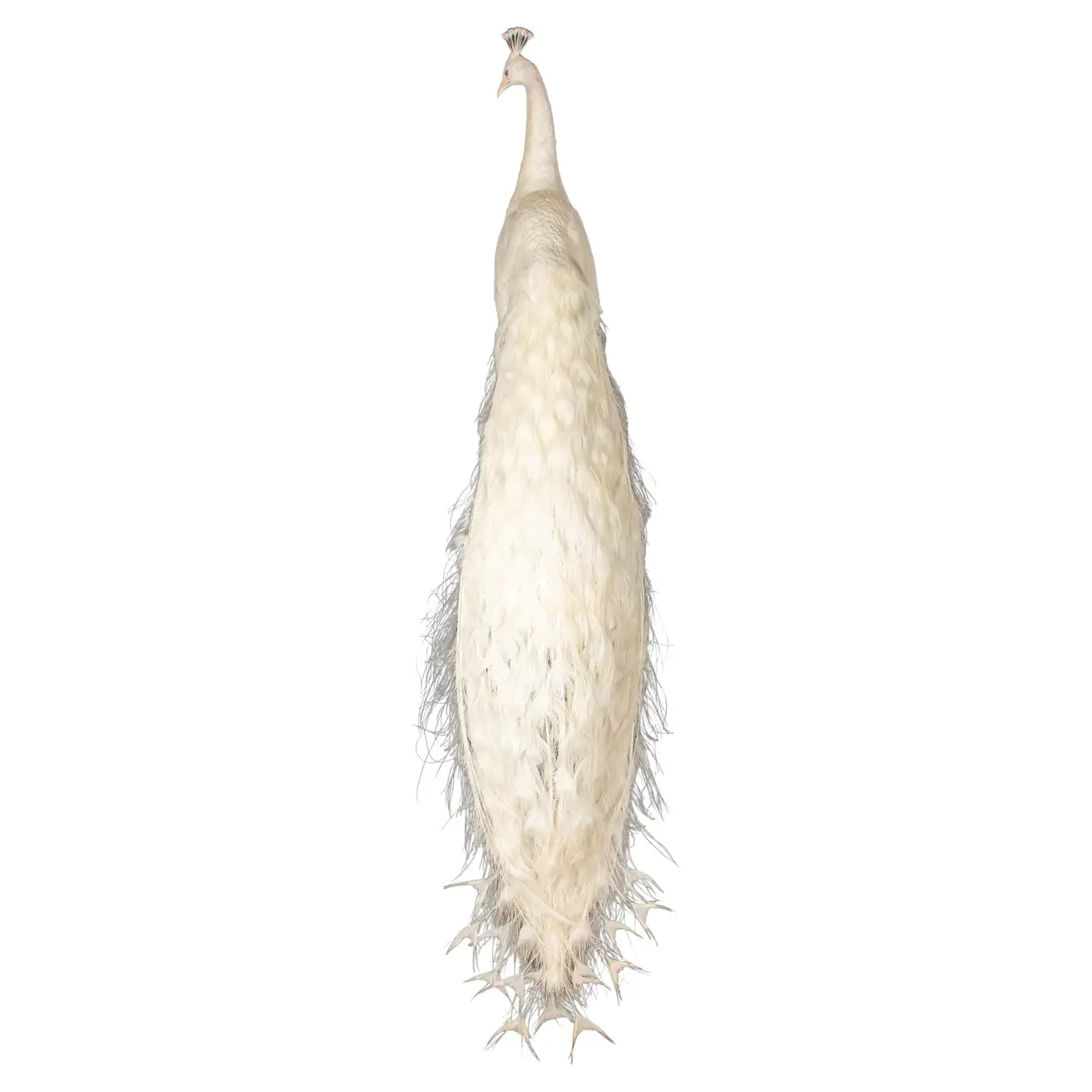 white peacock taxidermy