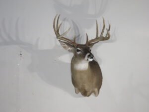 whitetail deer shoulder mount