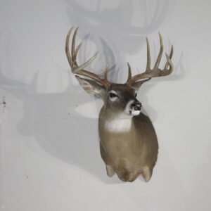 whitetail deer shoulder mount