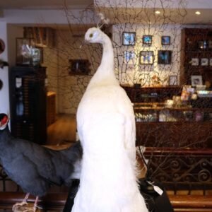 taxidermy peacock
