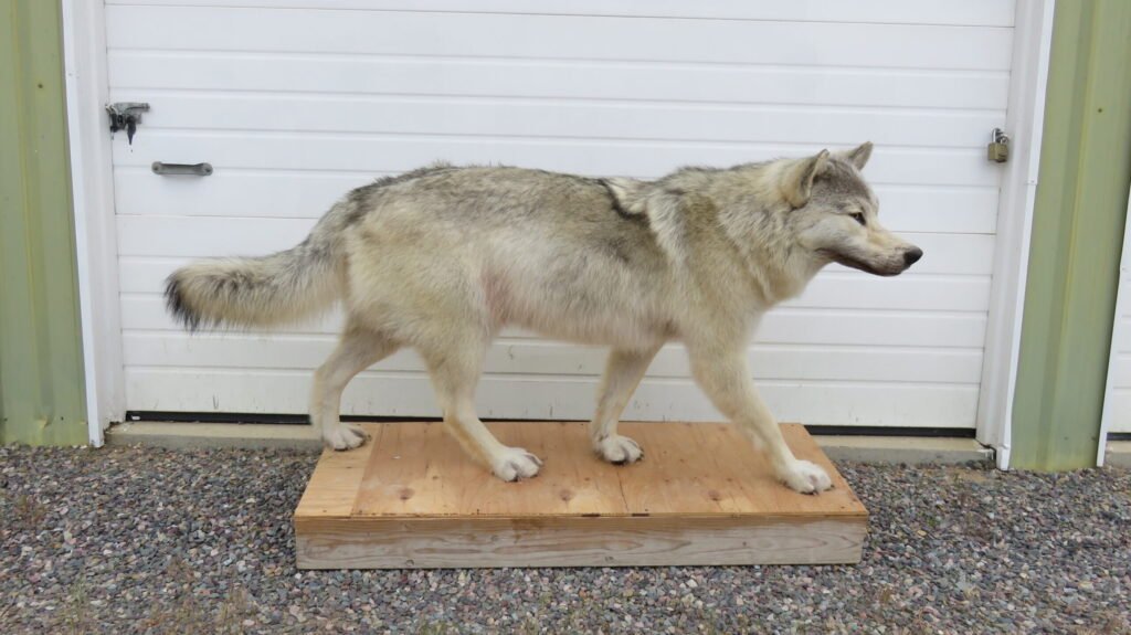 wolf taxidermy