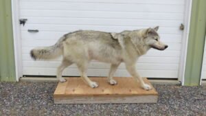 wolf taxidermy