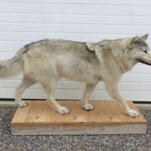 wolf taxidermy