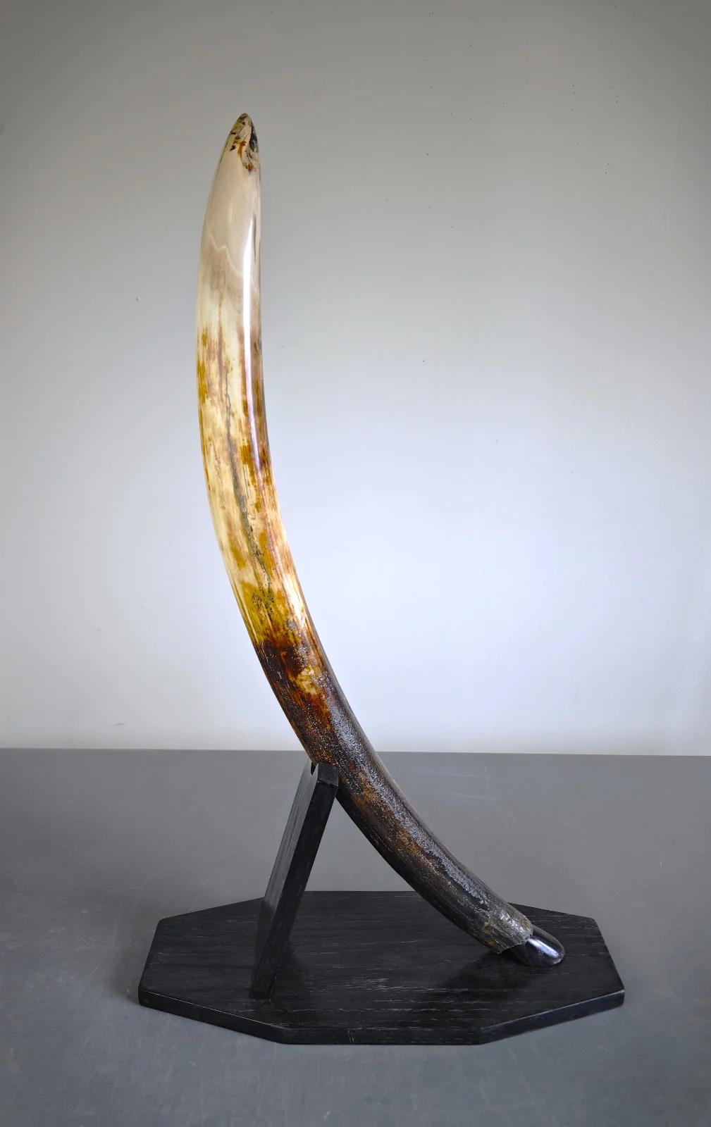 woolly mammoth tusk