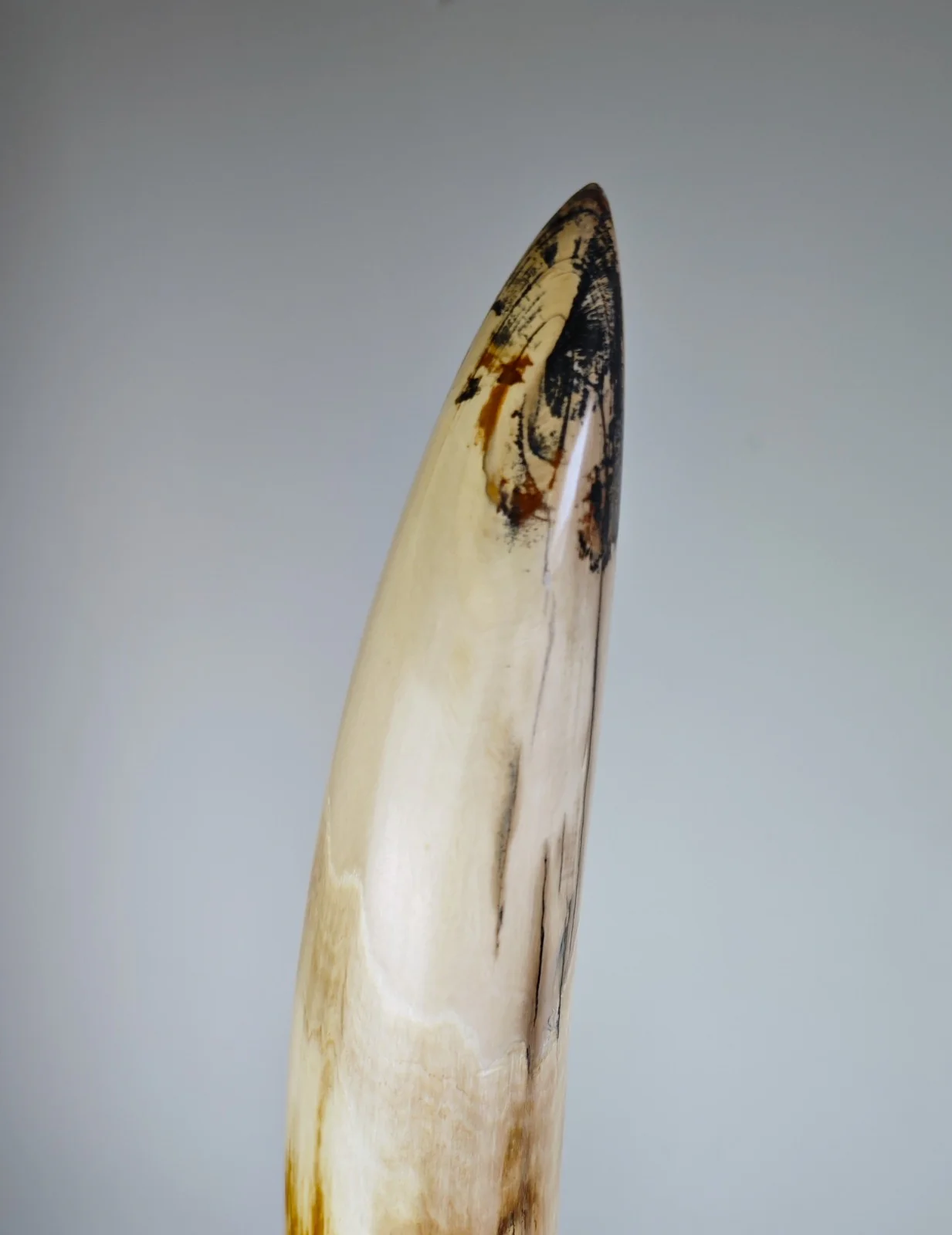 woolly mammoth tusk