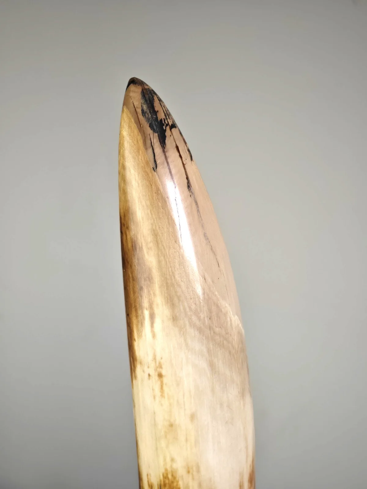 woolly mammoth tusk