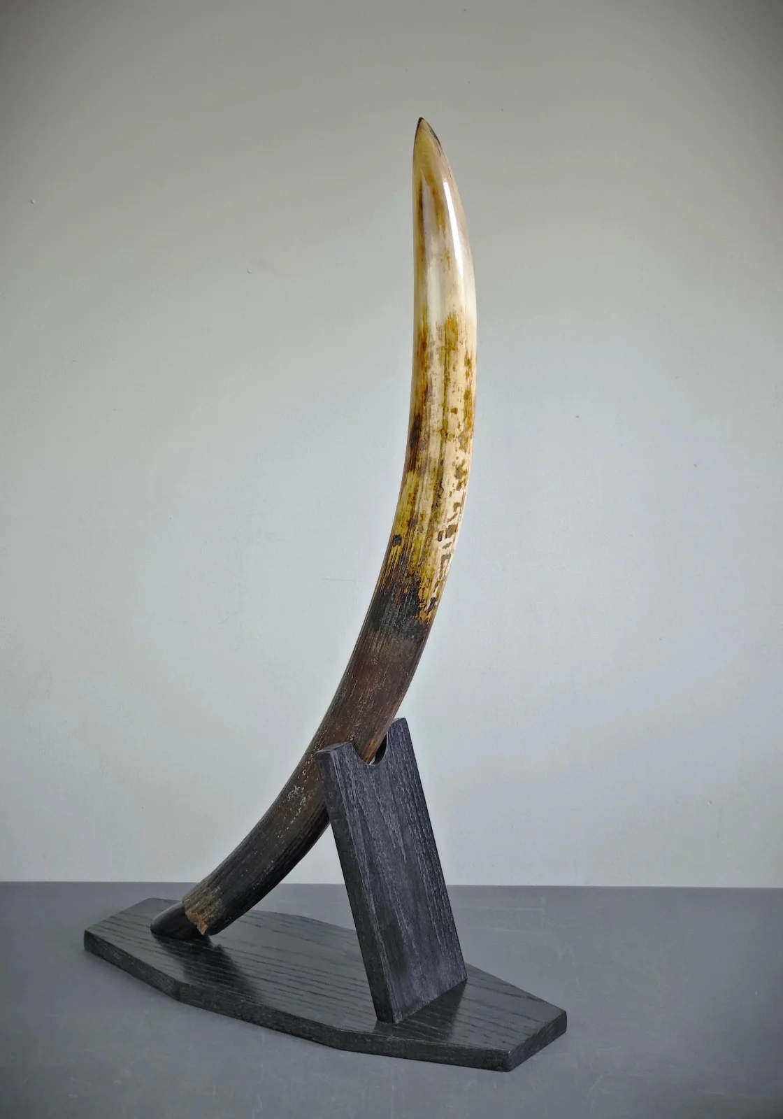 woolly mammoth tusk