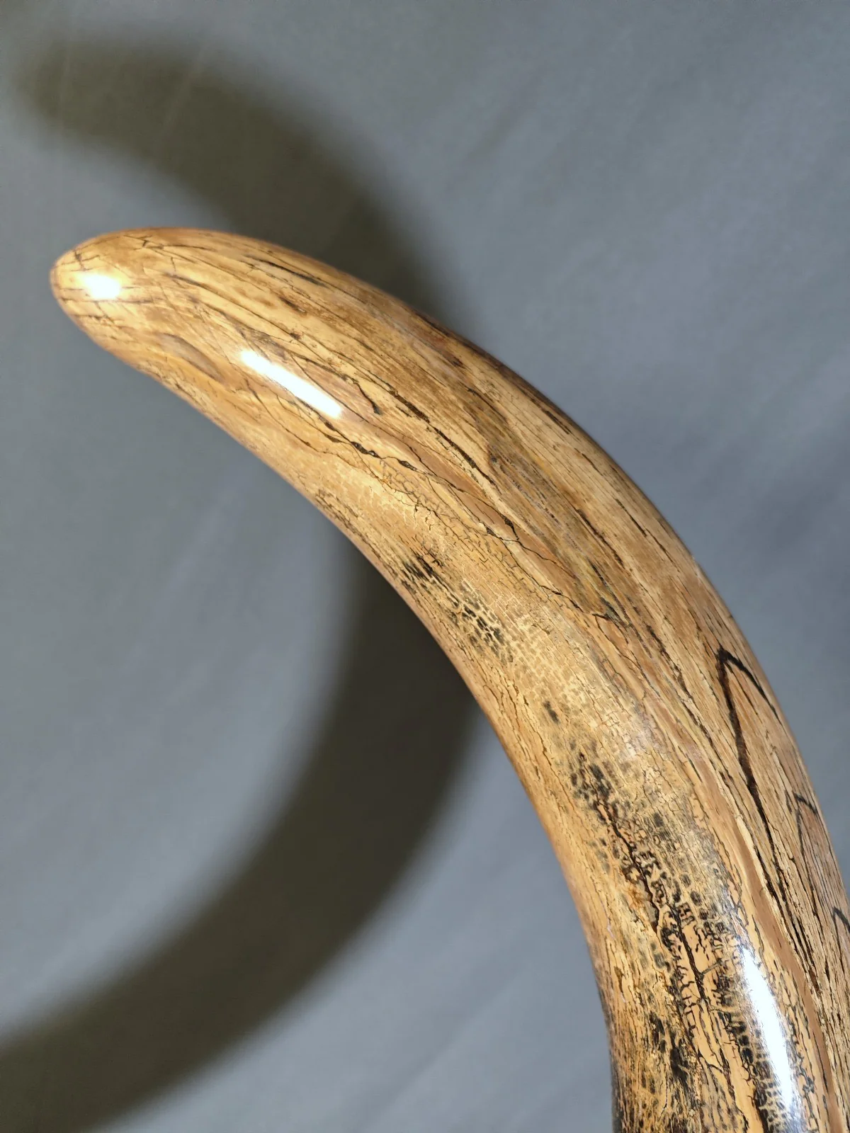 woolly mammoth tusk for sale