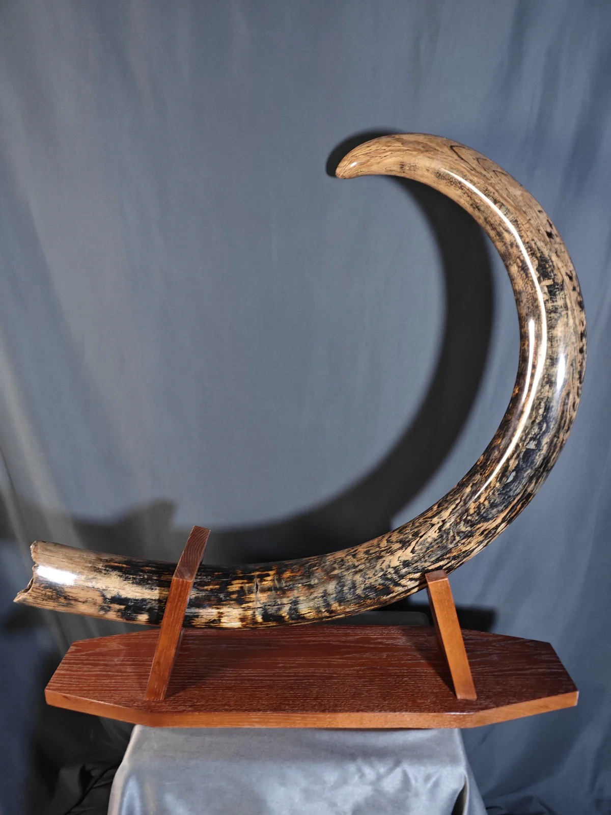 woolly mammoth tusk for sale
