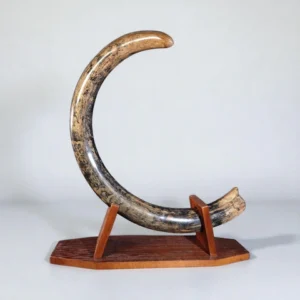 woolly mammoth tusk for sale