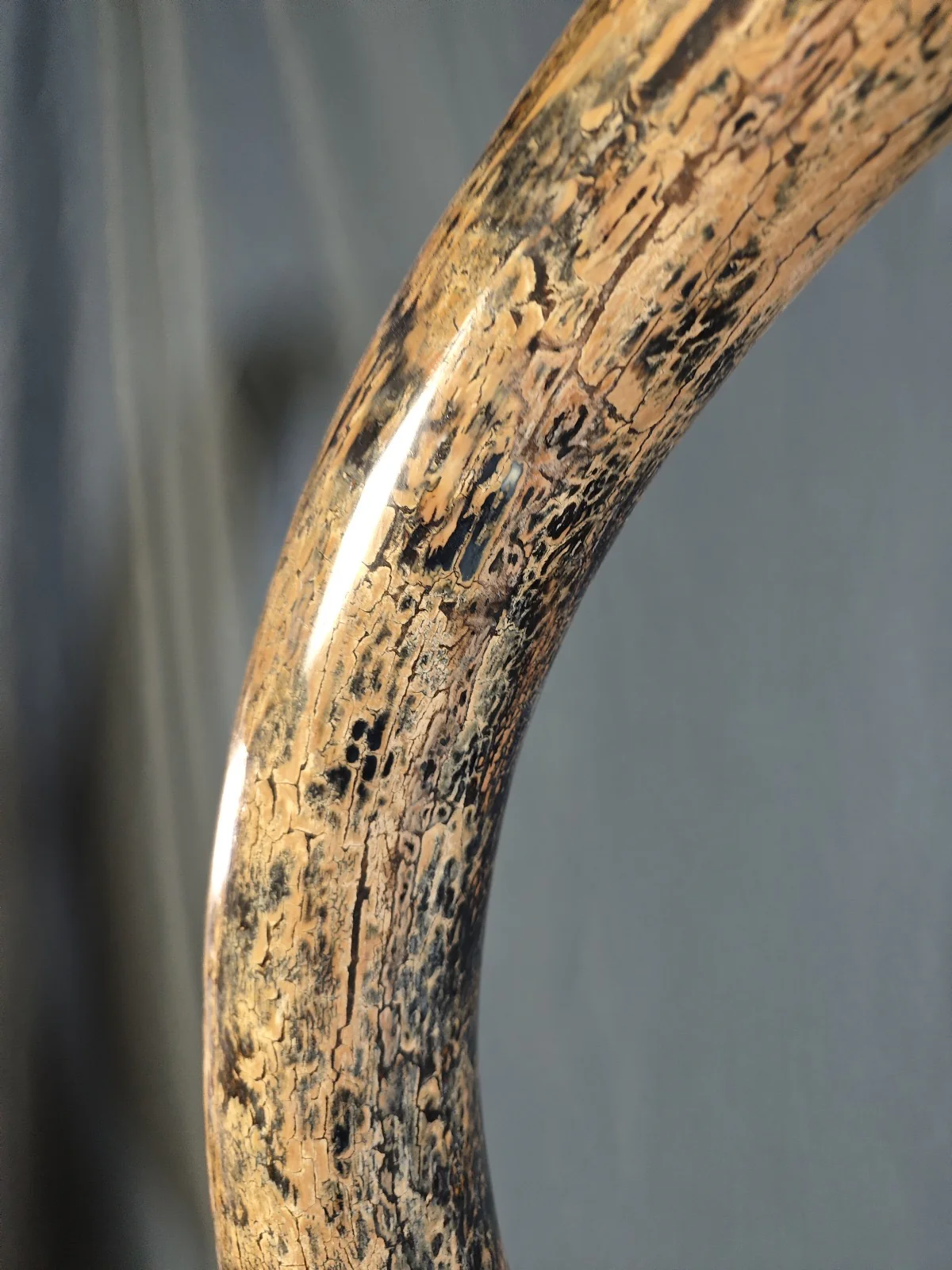 woolly mammoth tusk for sale