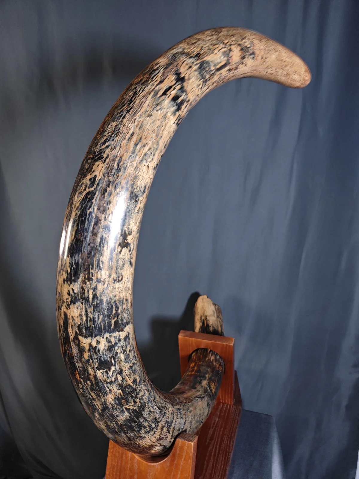 woolly mammoth tusk for sale