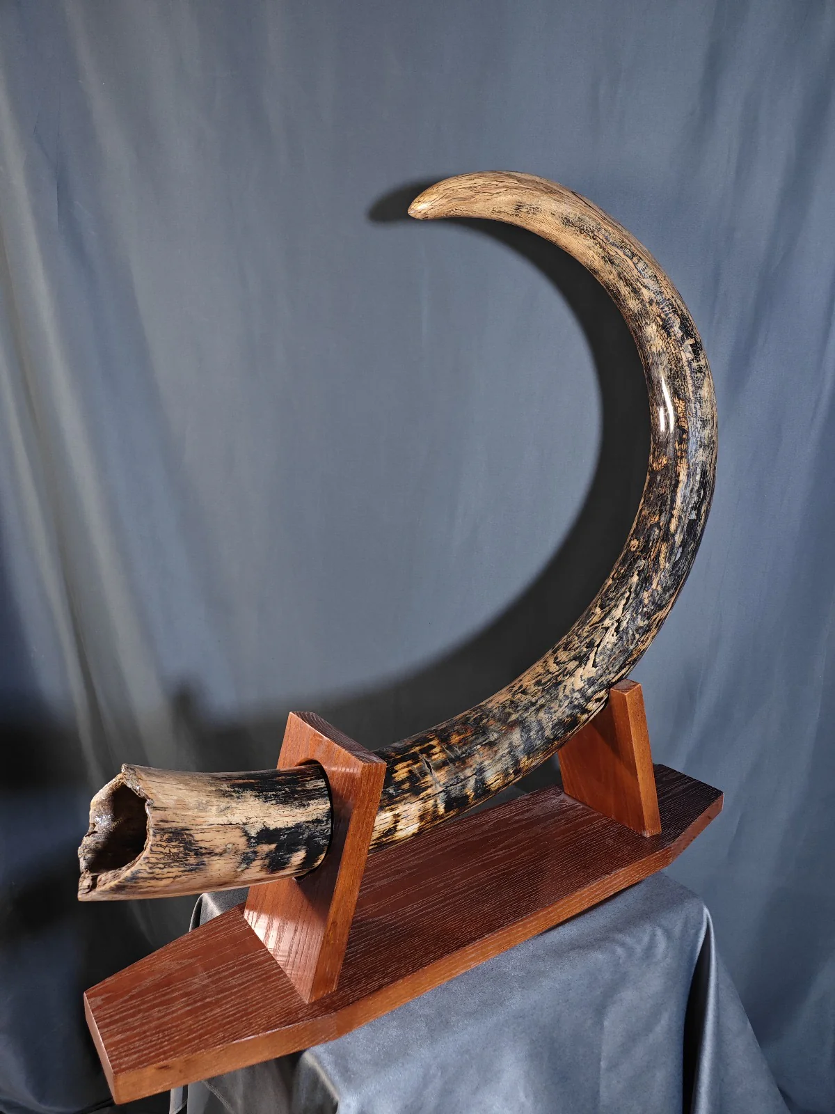 woolly mammoth tusk for sale