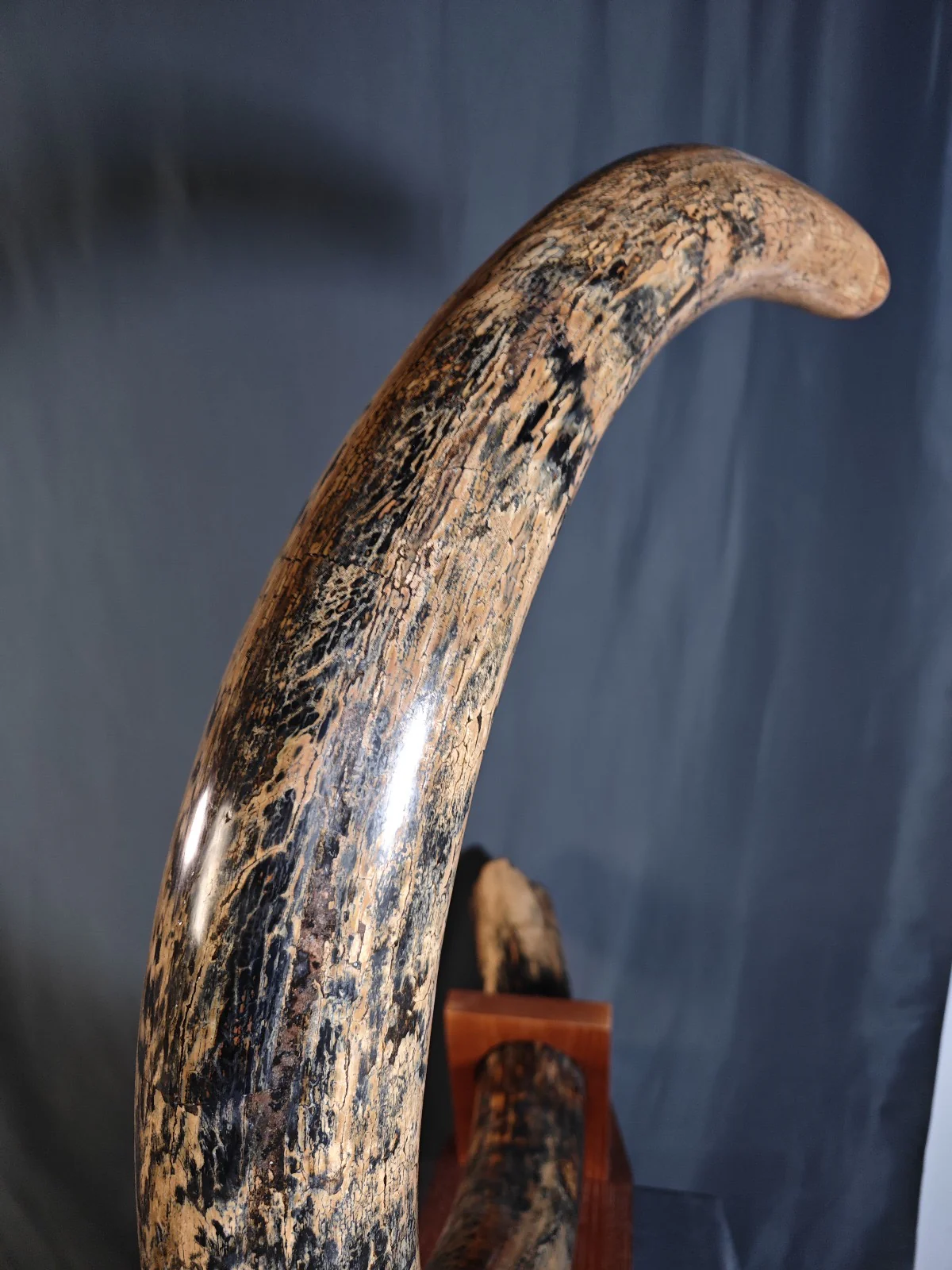 woolly mammoth tusk for sale